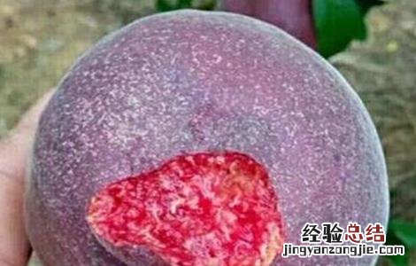 黑桃种植技术与管理 黑桃种植技术