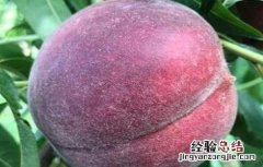 黑桃种植技术与管理 黑桃种植技术