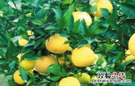 胡柚的种植技术