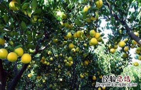 胡柚的种植技术