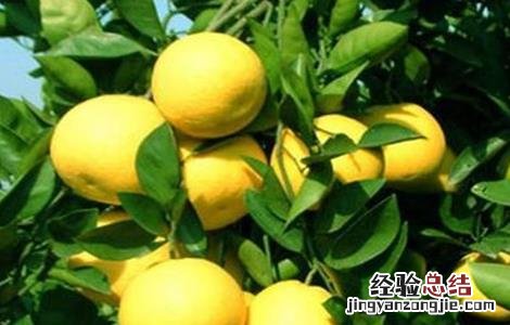 胡柚的种植技术