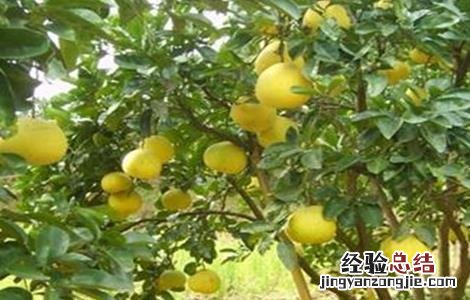 胡柚的种植技术