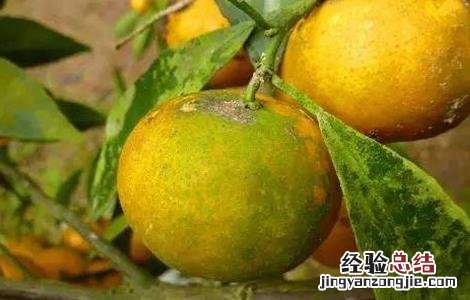 柑橘果实大小不均匀的原因 柑橘果实大小不均匀的原因是什么