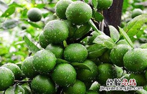 柑橘果实大小不均匀的原因 柑橘果实大小不均匀的原因是什么