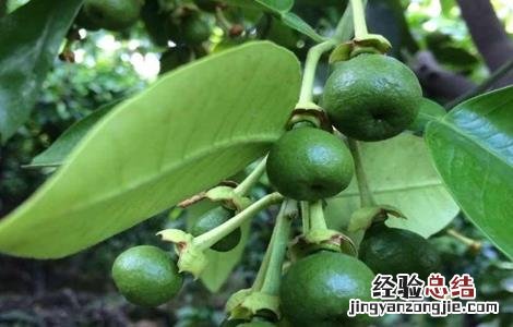 柑橘果实大小不均匀的原因 柑橘果实大小不均匀的原因是什么