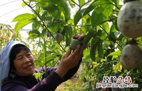 百香果种植方法和注意事项 百香果引种前注意事项