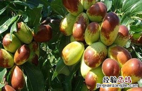 枣树落叶是怎么回事 枣树落果是什么原因
