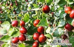枣树落叶是怎么回事 枣树落果是什么原因