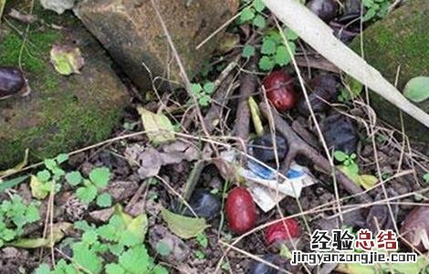 枣树落叶是怎么回事 枣树落果是什么原因