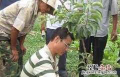 杏树的修剪技术 杏树的修剪技术视频