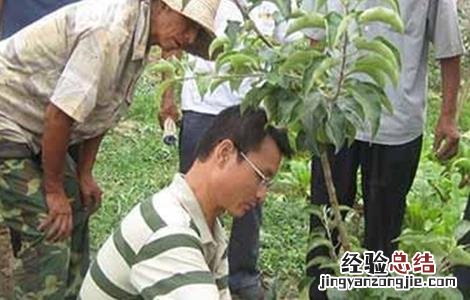 杏树的修剪技术 杏树的修剪技术视频