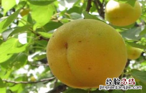杏树烂果原因及防治措施 杏树烂果原因及防治措施视频