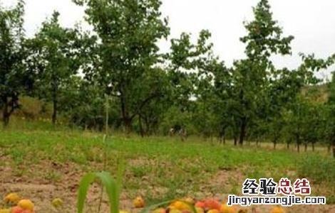 杏树烂果原因及防治措施 杏树烂果原因及防治措施视频
