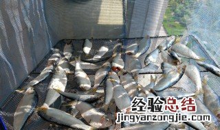 青鳞咸鱼怎么做的 青鳞咸鱼怎么做