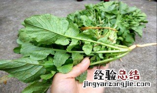 萝卜菜苗的做法大全 萝卜菜苗的做法大全视频