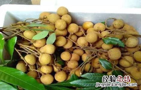 龙眼难以保鲜原因及贮藏方法 龙眼难以保鲜原因及贮藏方法视频