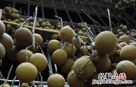 龙眼难以保鲜原因及贮藏方法 龙眼难以保鲜原因及贮藏方法视频