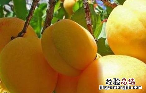 杏树裂果怎么回事 杏树裂果原因及防止措施