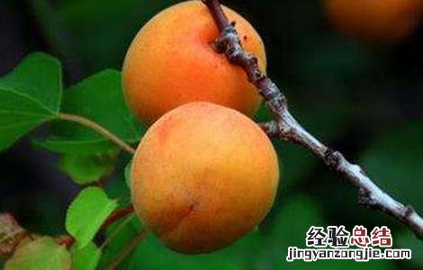杏树裂果怎么回事 杏树裂果原因及防止措施