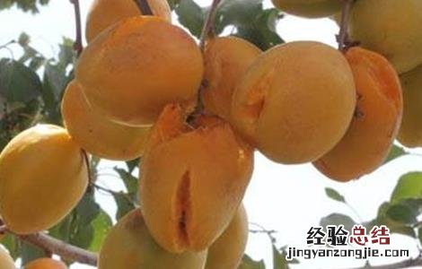 杏树裂果怎么回事 杏树裂果原因及防止措施
