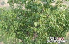 杏树采果后管理注意事项视频 杏树采果后管理注意事项