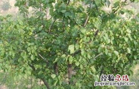 杏树采果后管理注意事项视频 杏树采果后管理注意事项
