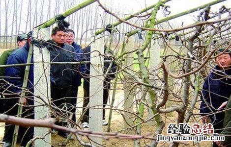 杏树采果后管理注意事项视频 杏树采果后管理注意事项