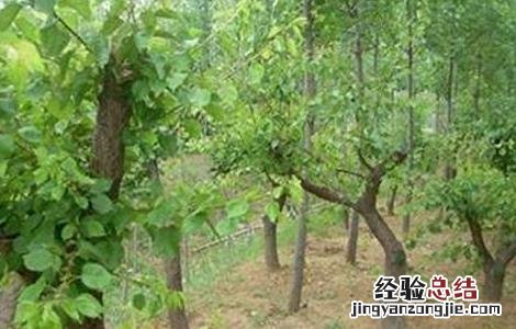 杏树采果后管理注意事项视频 杏树采果后管理注意事项