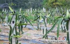 火龙果的三大育苗技术 火龙果的三大育苗技术有哪些