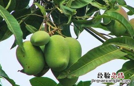 芒果冬季管理技术 芒果冬季管理技术要点