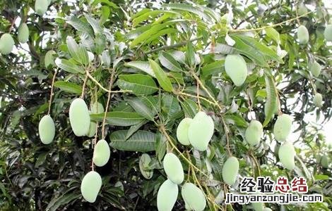 芒果冬季管理技术 芒果冬季管理技术要点