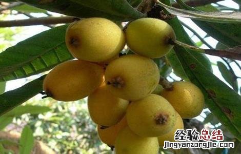 枇杷不同生长时期的温度要求