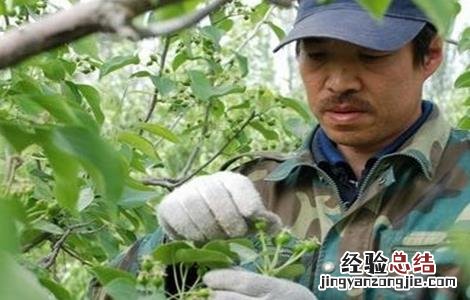 杨梅疏花疏果技术 杨梅疏花疏果技术视频