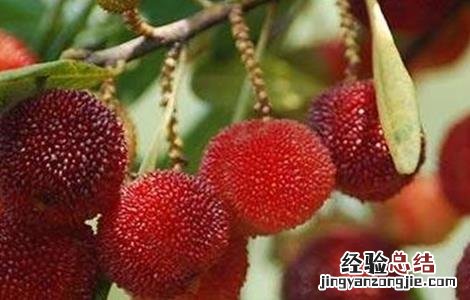 杨梅疏花疏果技术 杨梅疏花疏果技术视频