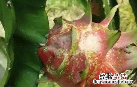 火龙果花皮果原因及防治措施 火龙果花皮是什么原因