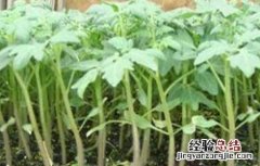 圣女果育苗时间和方法 圣女果育苗期管理要点