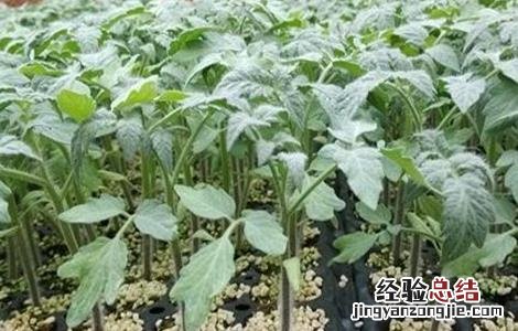 圣女果育苗时间和方法 圣女果育苗期管理要点