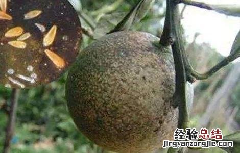 柑橘黑皮果的防治技术 柑橘黑皮果的防治技术视频