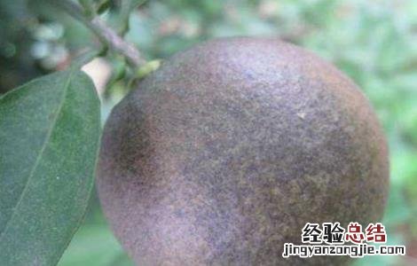 柑橘黑皮果的防治技术 柑橘黑皮果的防治技术视频
