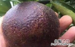 柑橘黑皮果的防治技术 柑橘黑皮果的防治技术视频