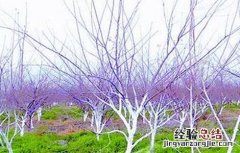 果树涂白的方法 果树涂白方法及注意事项