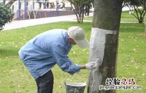 果树涂白的方法 果树涂白方法及注意事项