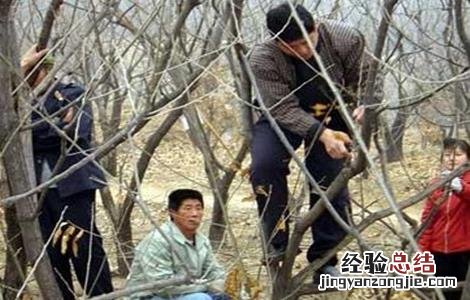 板栗树夏季修剪方法 板栗树的冬春季修剪技术