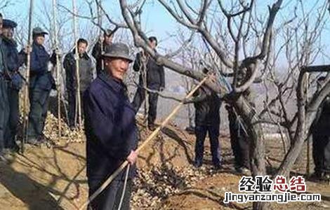 板栗树夏季修剪方法 板栗树的冬春季修剪技术