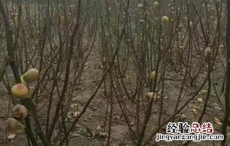 板栗树冬季冻害预防措施 板栗树冬季管理