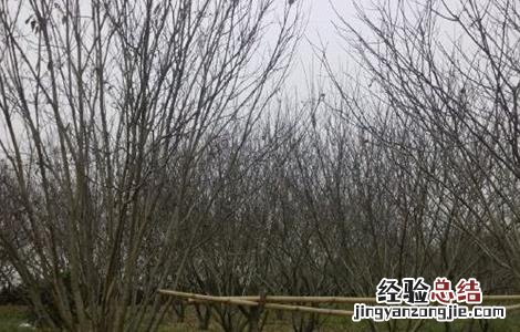 板栗树冬季冻害预防措施 板栗树冬季管理