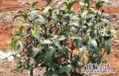 果树栽植如何提高成活率视频 果树栽植如何提高成活率