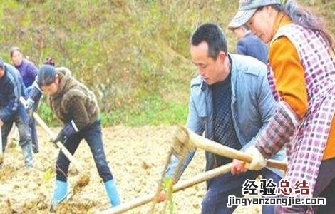 果树栽植如何提高成活率视频 果树栽植如何提高成活率