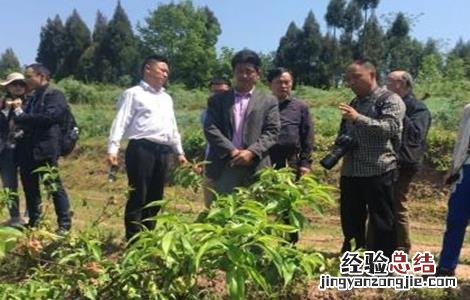 果树栽植如何提高成活率视频 果树栽植如何提高成活率