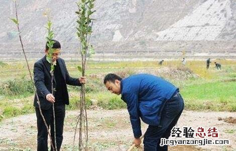 果树栽植如何提高成活率视频 果树栽植如何提高成活率